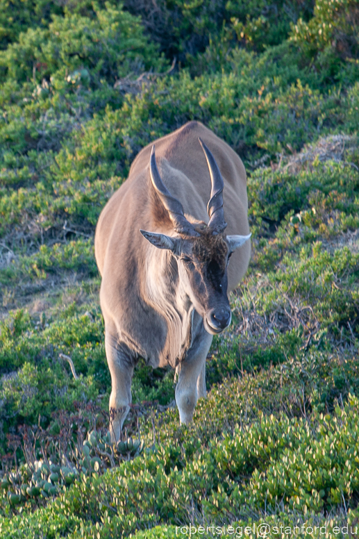 eland